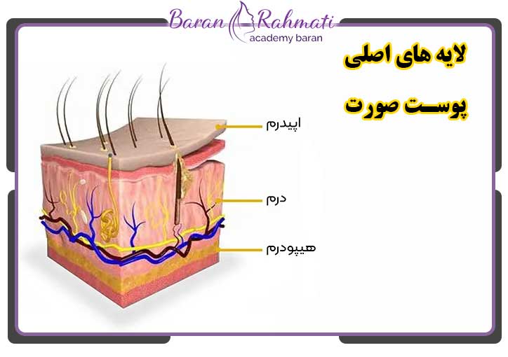 لایه های اصلی پوسـت صورت